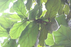 Ficus lyrata